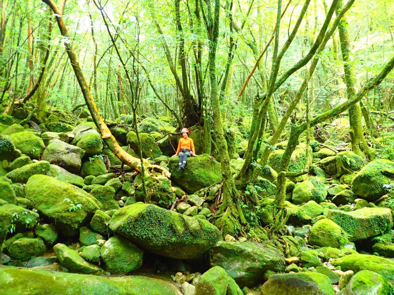 Yakushima Cottage Morino Fairy All Cotage With Open-Air Bath المظهر الخارجي الصورة